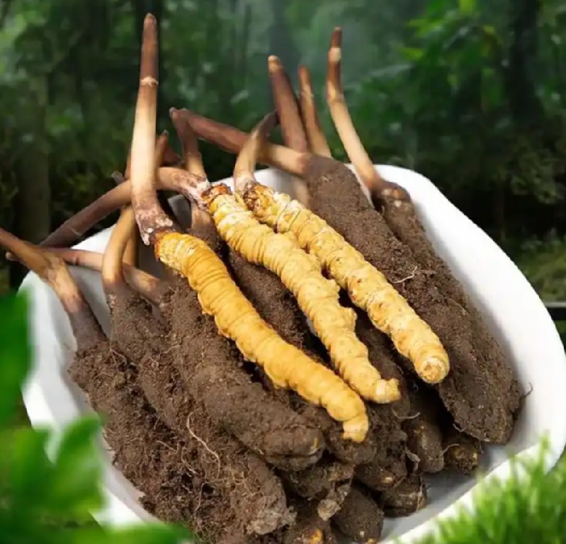 野生冬虫夏草